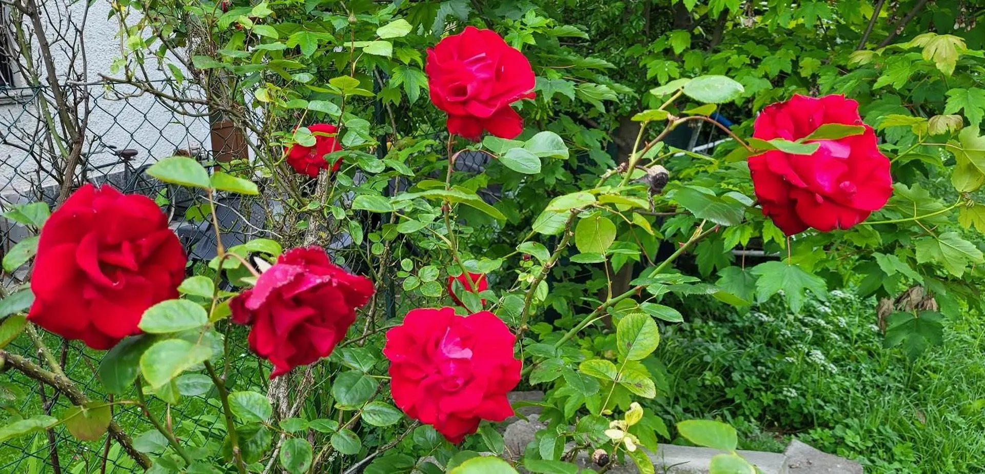 Villa Lago Ground Floor- Pet Friendly Stay-Private Garden-Parking-Lake View - Bike Friendly Holiday House 콜리코 이탈리아